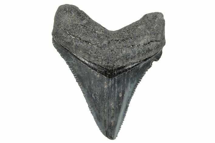 Serrated, Chubutensis Tooth - Megalodon Ancestor #259582